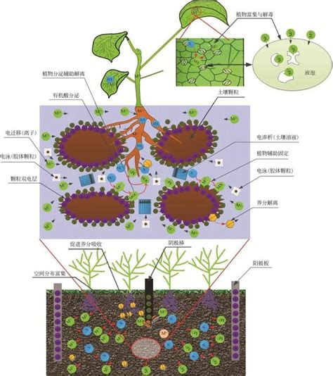 植物吸收重金屬|重金屬污染土壤以本土植物 育之探討